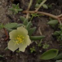 Portulaca tuberosa Roxb.